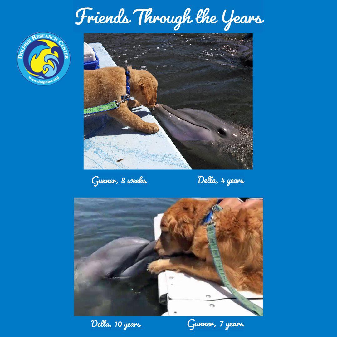 (Courtesy of <a href="https://dolphins.org/">Dolphin Research Center, Grassy Key, FL</a>)