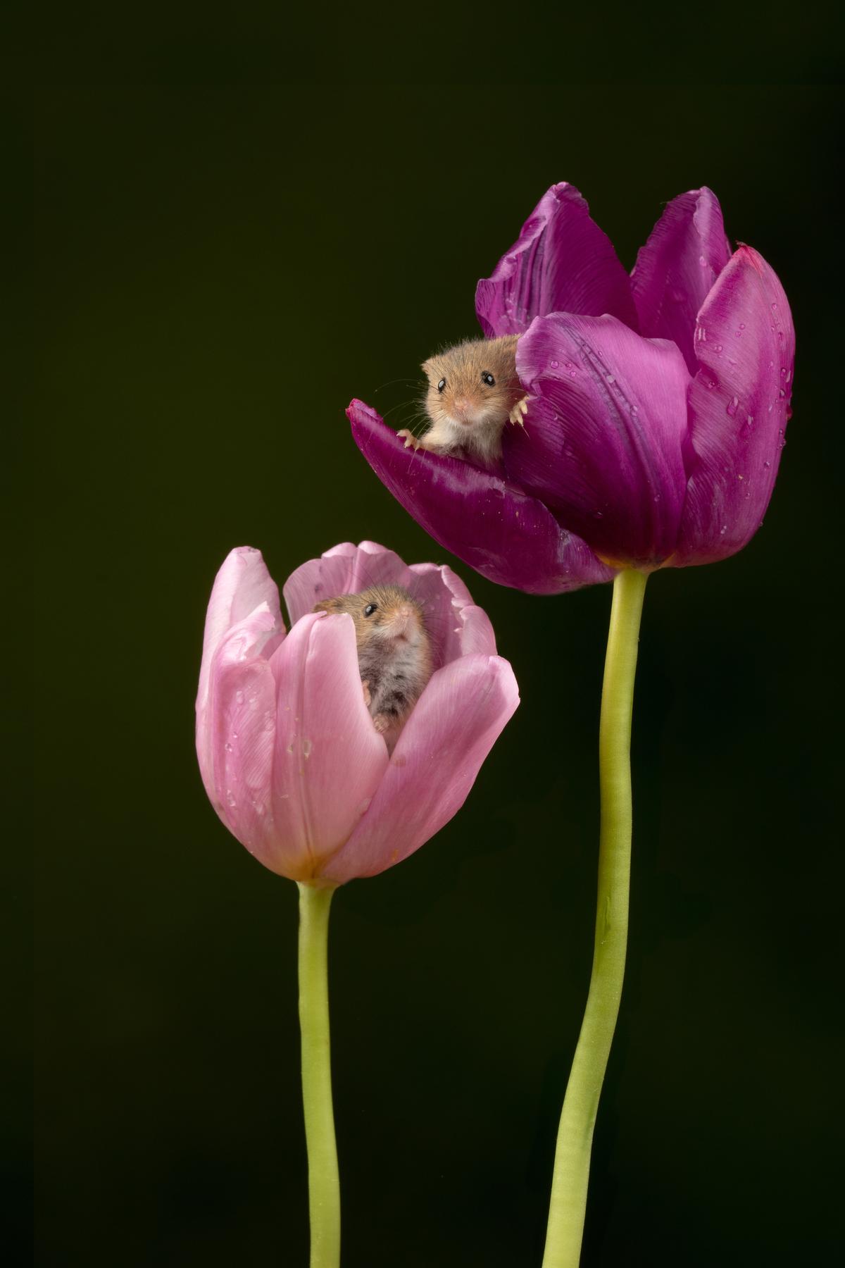 These harvest mice hiding in tulips by photographer Miles Herbert in spring 2019. (Caters News)