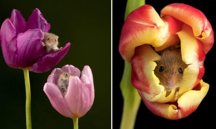 Photographer Captures Adorable Pictures of Harvest Mice Curling Up in Colorful Tulips