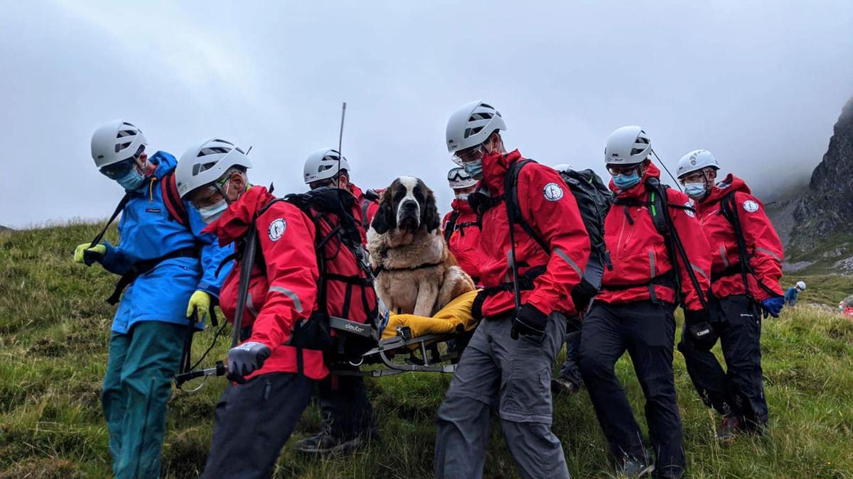 A 121-pound St. Bernard named Daisy was rescued from England's Scafell Pike. (Courtesy of Wasdale Mountain Rescue)