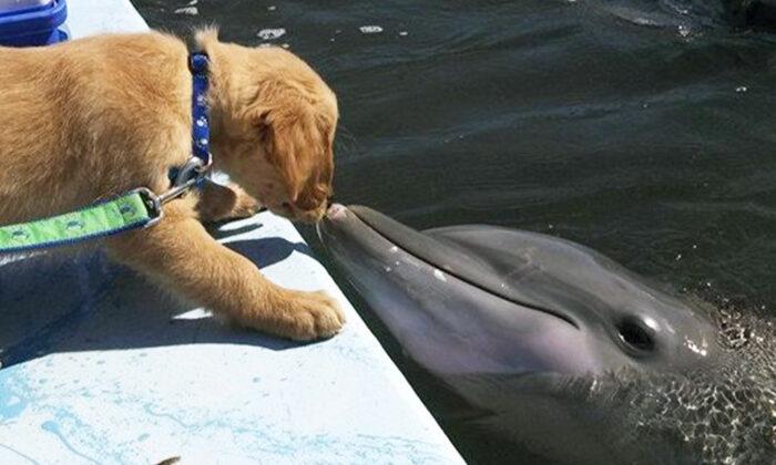 Golden Retriever and Dolphin Celebrate Their 8-Year-Long Friendship (Photos)
