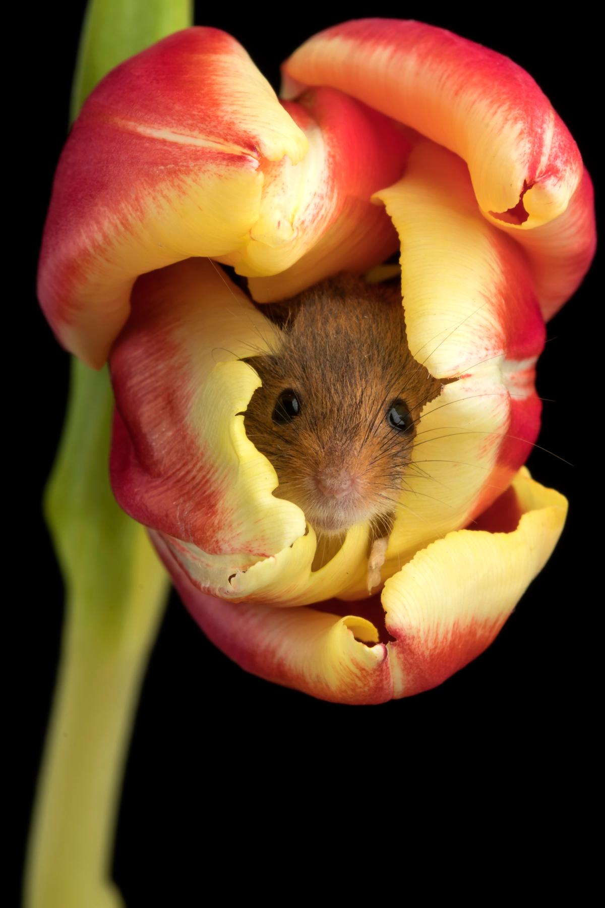 Harvest mice tiptoeing in tulips was captured in 2018. (Caters News)
