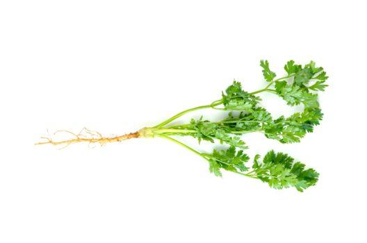 Cilantro seeds and leaves get all the attention, but the roots are worthy of love, too. (Von warat42/Shutterstock)