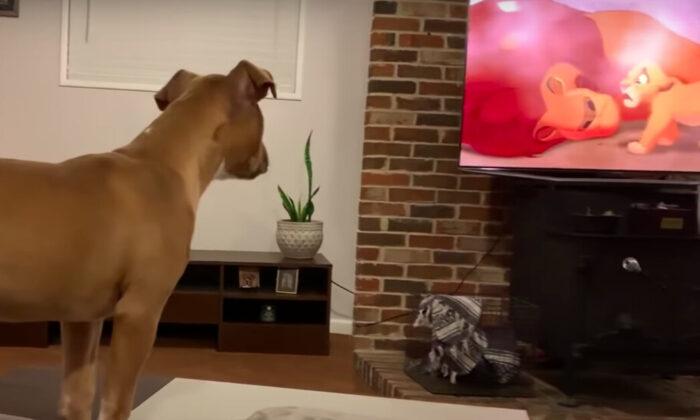 Empathetic Pit Bull Can’t Stop Crying Watching an Emotional Scene From ‘The Lion King’