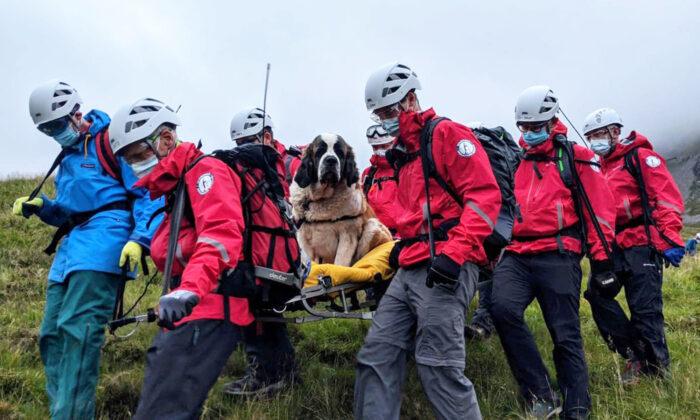 Ailing 121-Pound St. Bernard Dog Rescued From England’s Tallest Mountain