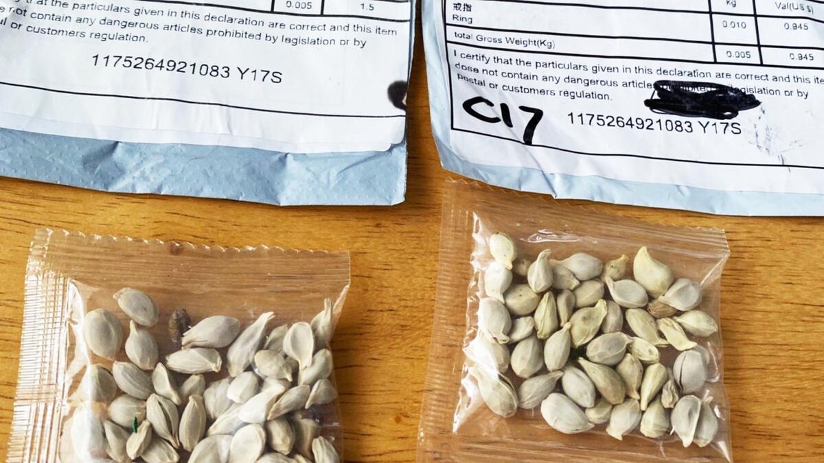 Utah, Virginia Residents Warned Not to Plant Seeds Marked With Chinese Writing