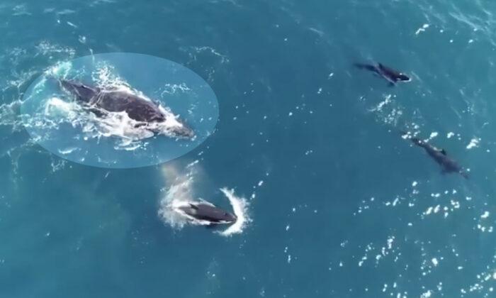 Footage Shows Humpback Whale Mother and Calf Swimming Being Chased by Killer Whale Pod