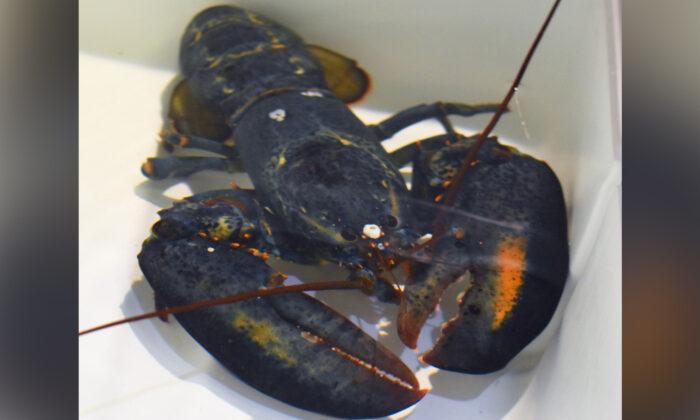 Rare Blue Lobster Found by Red Lobster Employee Gets Second Chance at Life in Ohio Zoo