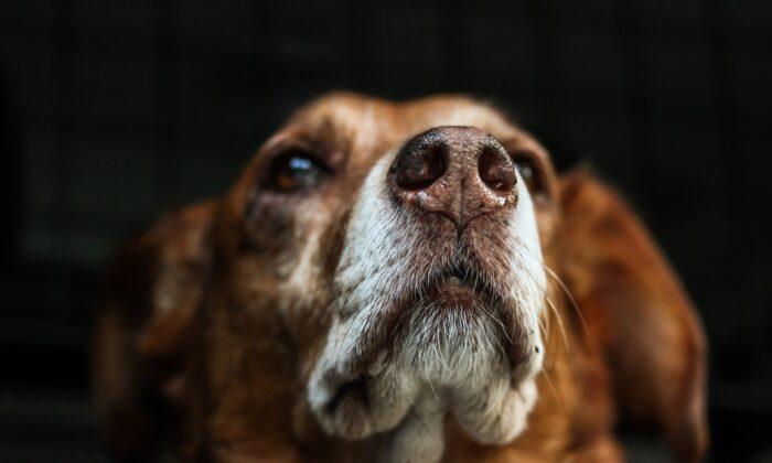 German Study Finds Dogs Are Able to Detect COVID-19 From Human Saliva