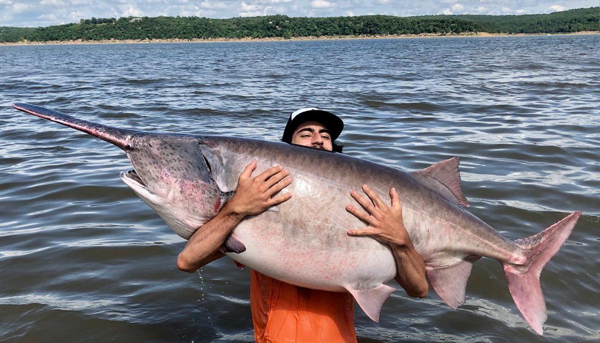 Fisherman Reels In HUGE 138-Pound Paddlefish in Keystone Lake, Almost Sets State Record