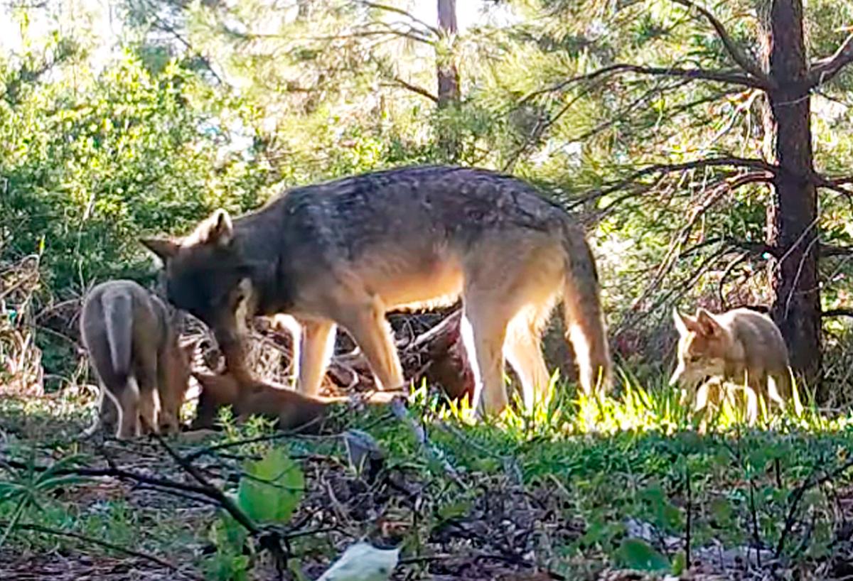 This June 18, 2019 photo from remote camera video provided by the California Department of Fish and Wildlife shows an adult wolf and three pups in Lassen County in Northern California.  (California Department of Fish and Wildlife via AP)