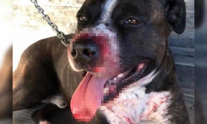 Loyal Dog Suffers Major Injuries While Trying to Protect Owner’s House From a Break-In