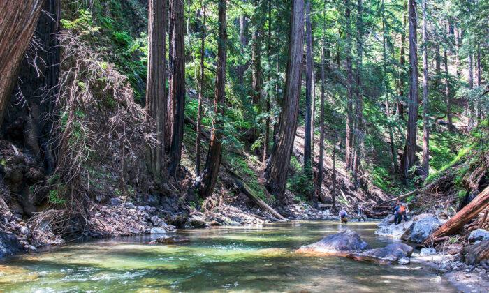 Native American Tribe Reclaims Old-Growth Redwood Ancestral Lands After 250 Years