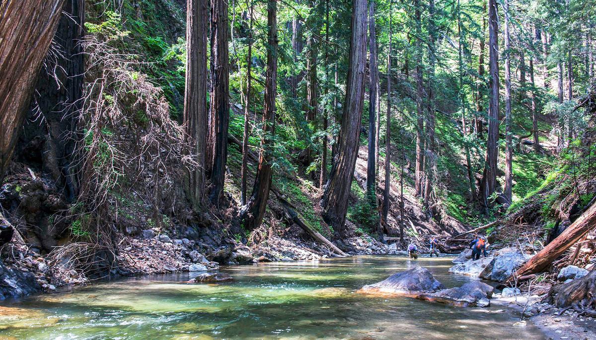 Native American Tribe Reclaims Old-Growth Redwood Ancestral Lands After 250 Years