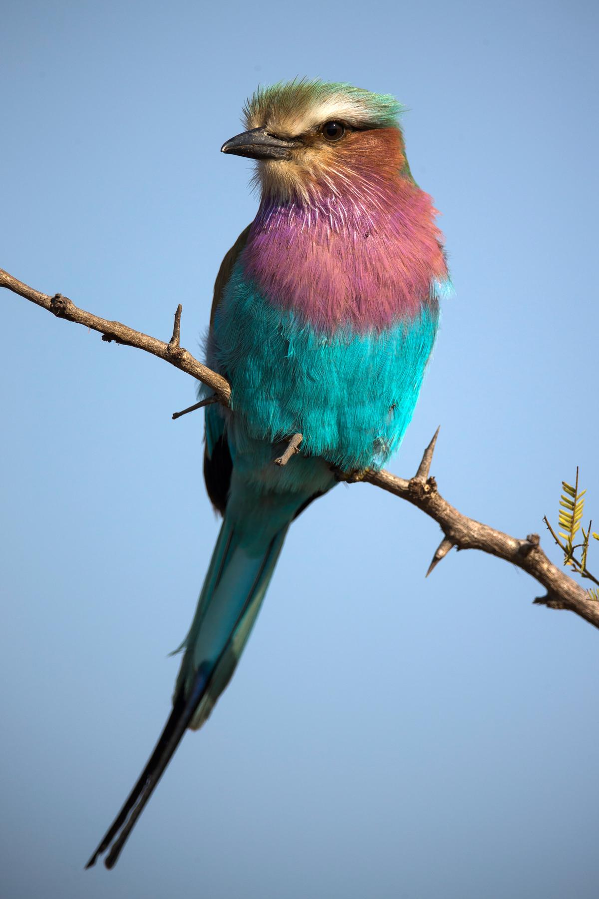A lilac-breasted roller sits in a bush in Kruger National Park in Lower Sabie, South Africa, on July 7, 2013. (Dan Kitwood/Getty Images)
