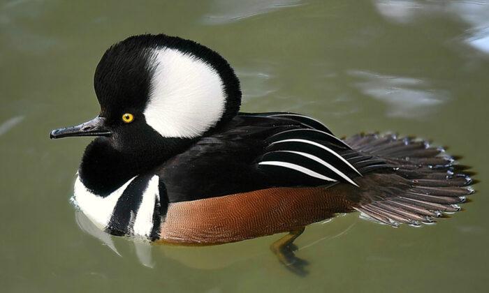 7 Most Uniquely Beautiful and Special Ducks From Around the World