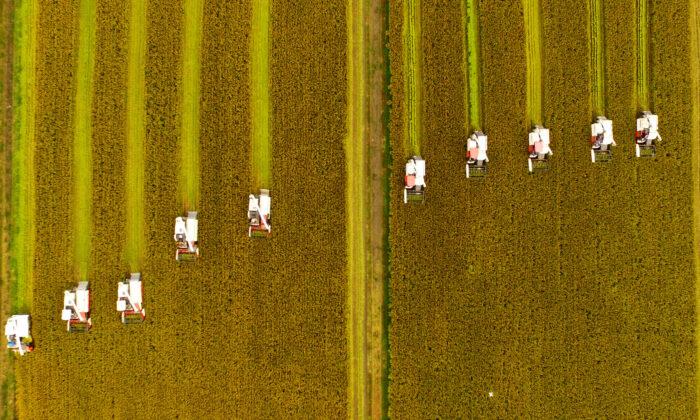 China's Official Food Reserves Data Called Into Question