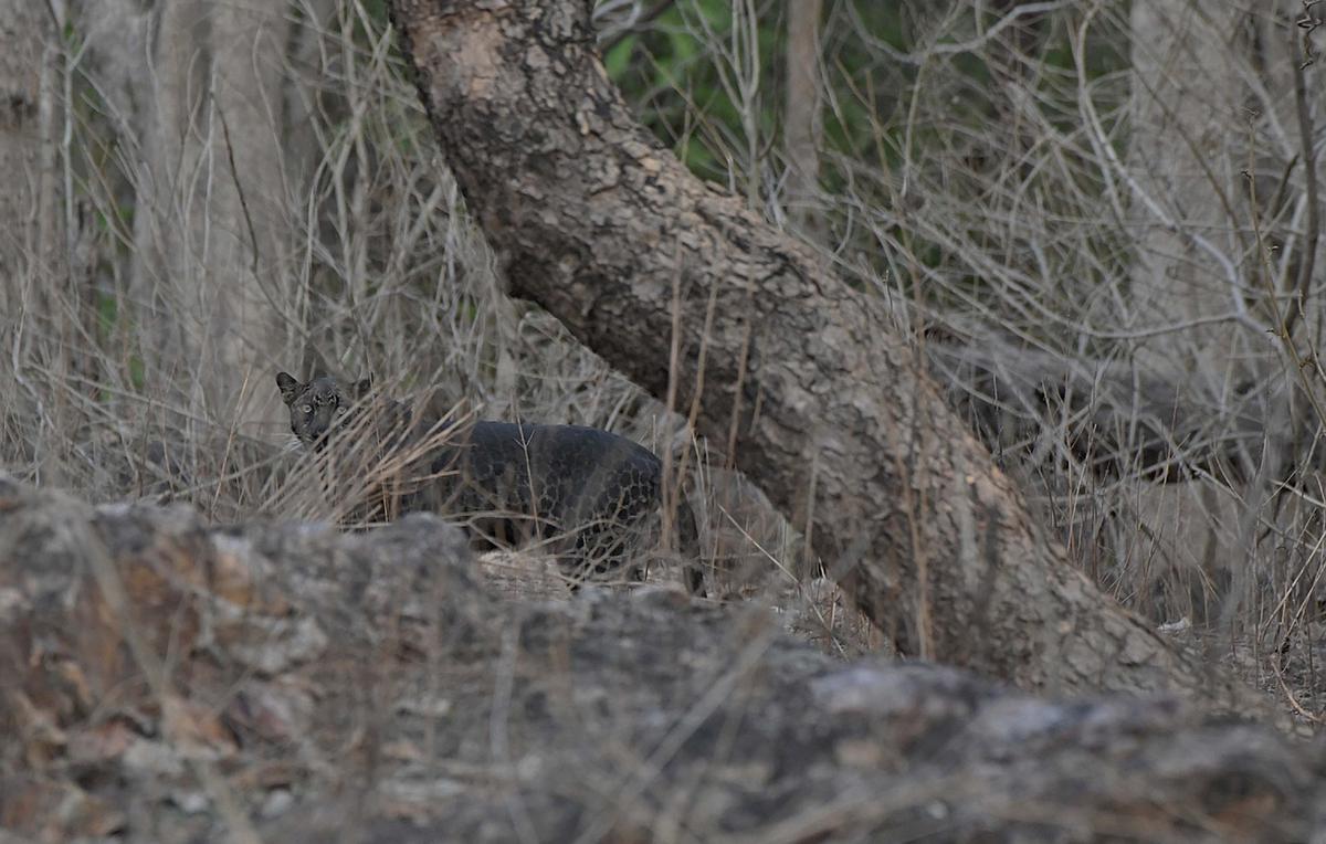 Engineering student Abhishek Pangis spots a black leopard at Tadoba Reserve in India. (Caters News)