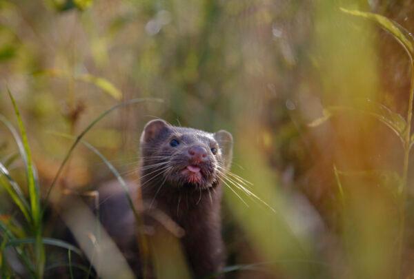 A mink sniffs the air as he surveys the river beach in search of food, in meadow near the village of Khatenchitsy, northwest of Minsk, Belarus, Sept. 4, 2015. (Sergei Grits/AP Photo)