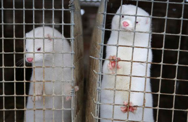 Minks look out of a cage at a fur farm in the village of Litusovo, Belarus, on Dec. 6, 2012. Coronavirus outbreaks at mink farms in Spain and the Netherlands have scientists digging into how the animals got infected and if they can spread it to people. (Sergei Grits/AP Photo)