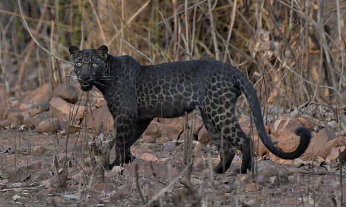 ​Once-in-a-Lifetime Photo Shows Rare Black Leopard Staring Down Photographer on Safari in India​