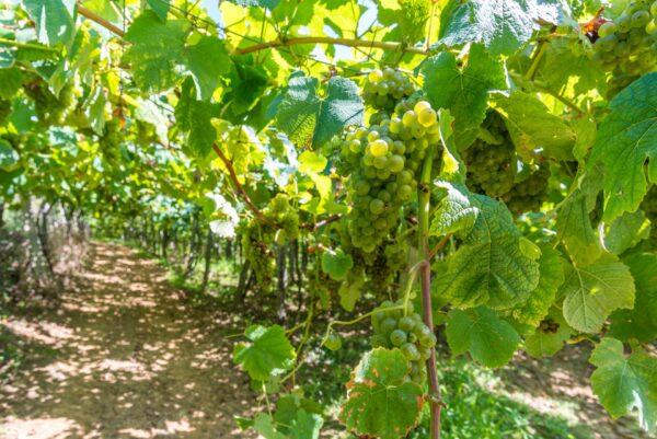 Hondarrabi zuri, a native Basque grape variety used to make white txakoli. (Alberto Loyo/Shutterstock)