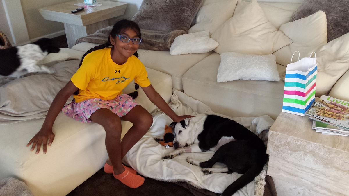 Meena Kumar pet sits in her home to raise money for Muttville Senior Dog Rescue. (Courtesy of Jayashree Subrahmonia)