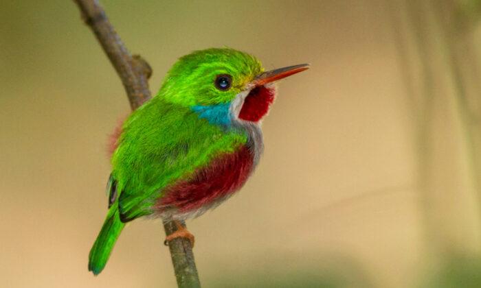 The Must-See Bird: Tiny Cuban Tody’s Shimmering Hues Make It ‘Indescribably Cute’