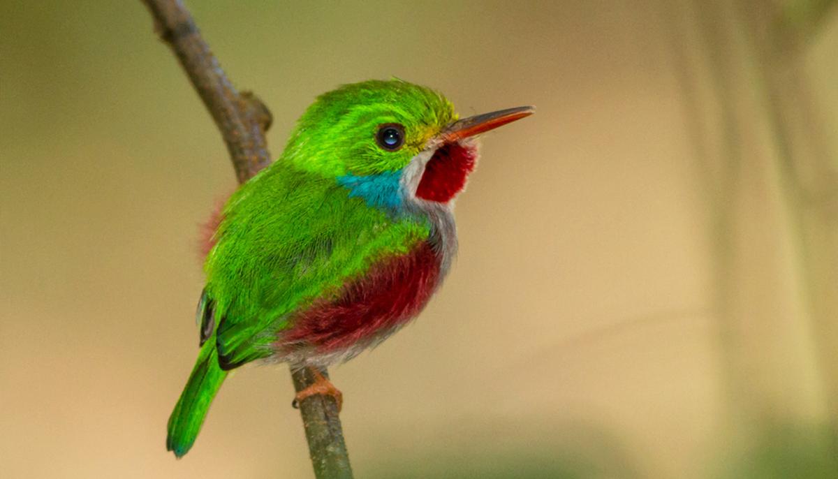 The Must-See Bird: Tiny Cuban Tody’s Shimmering Hues Make It ‘Indescribably Cute’