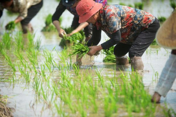 Farmers work in the fields in Yangzhou, Jiangsu Province, China on June 6, 2018. (VCG/VCG via Getty Images)