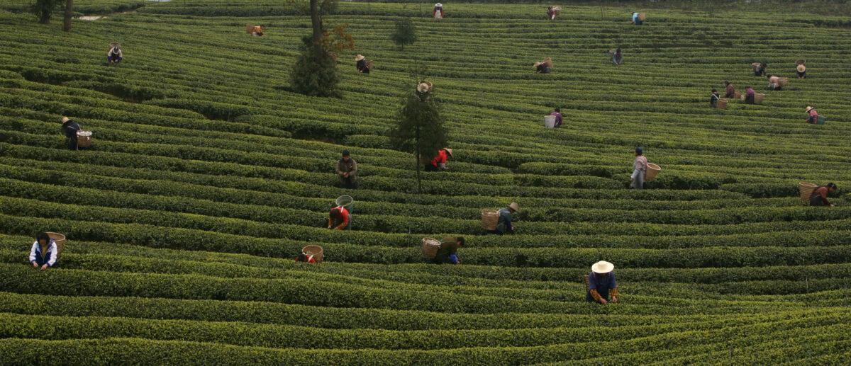Farmworkers pick tea leaves at a tea plantation in the outskirts of Chongqing Municipality, China, on March 9, 2007. (China Photos/Getty Images)