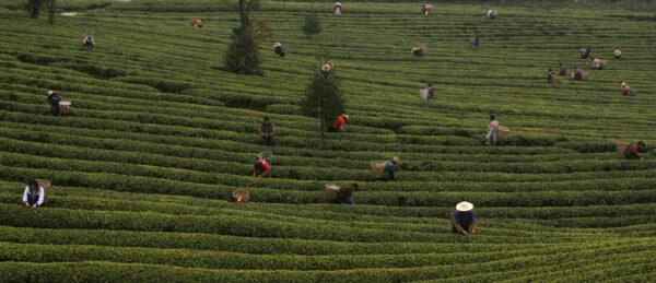 Farm workers pick tea leaves at a tea plantation in the outskirts of Chongqing Municipality, China, on March 9, 2007. (China Photos/Getty Images)