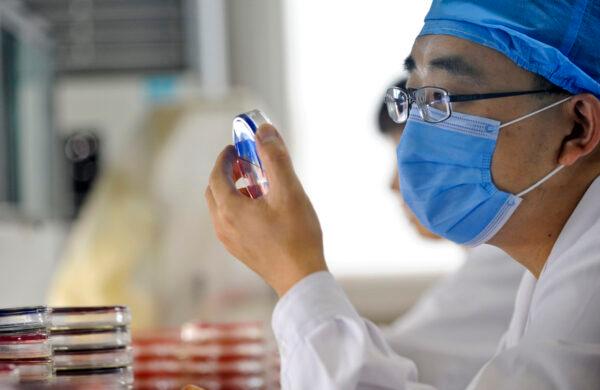 A Chinese doctor checks a bacteria sample at a hospital in Beijing on Sept. 14, 2010. (AFP/AFP via Getty Images)