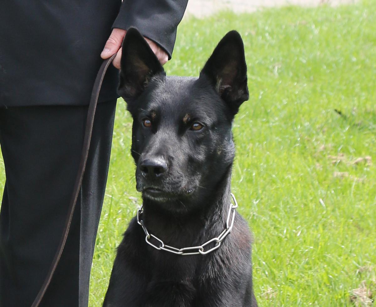 Newly licensed Heddlu Dyfed Powys Police dog Max (<a href="https://www.dyfed-powys.police.uk/en/newsroom/press-releases/missing-mum-and-baby-found-after-night-outdoors-thanks-to-police-dog-on-his-first-shift/">Dyfed-Powys Police</a>)