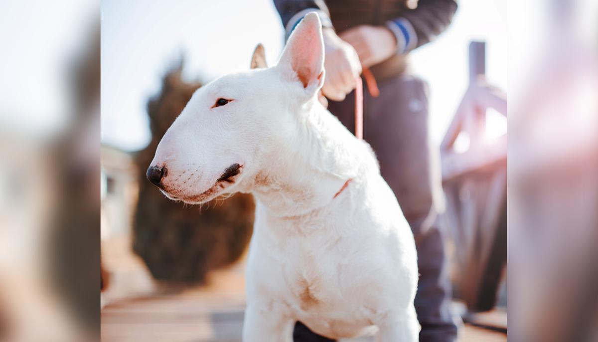 Heroic Dog Gets Shot in the Chest While Protecting Family, Undergoes Two Major Surgeries