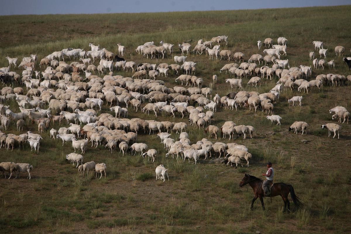 A herdsman pastures sheep in Xilinhot of the Inner Mongolia region, China, on Aug. 8, 2006. (China Photos/Getty Images)