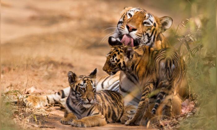 Wild Tigers Making a ‘Comeback’ in Five Countries Thanks to 10-Year Conservation Effort