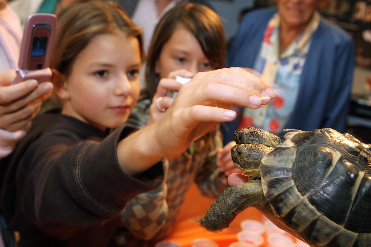 Children interact with Janus, the Geneva Museum of Natural History's two-headed Greek tortoise, on Sept. 5, 2007. (FABRICE COFFRINI/AFP via Getty Images)