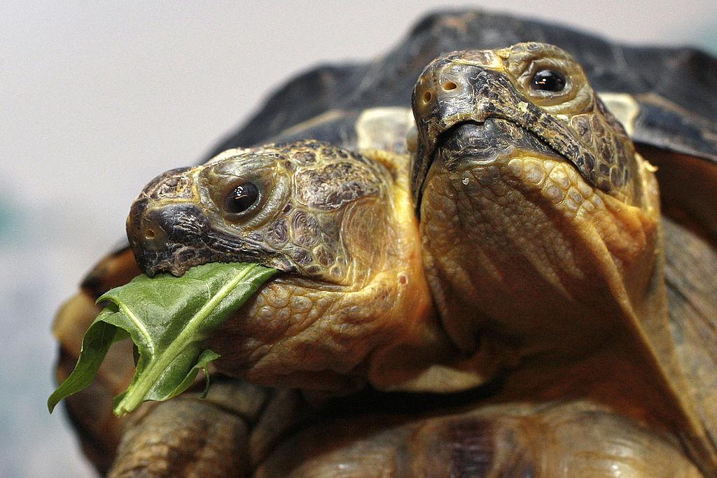 Janus, the Geneva Museum of Natural History's two-headed Greek tortoise, eats salad as she is presented to the press and the public during the official celebration of her 10th birthday Sept. 5, 2007. (FABRICE COFFRINI/AFP via Getty Images)