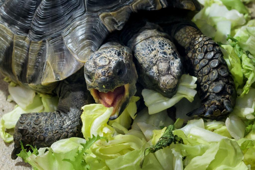 Janus, the Geneva Museum of Natural History's two-headed Greek tortoise, eats lettuce on the day of her 20th birthday on Sept. 3, 2017, in Geneva. (FABRICE COFFRINI/AFP via Getty Images)
