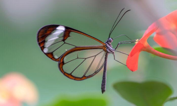 Glasswing Butterfly: These Incredible Creatures Stun With Their Amazingly Transparent Wings
