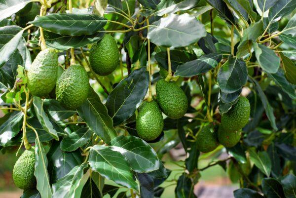 Avocado trees survive much longer than most fruit trees. (Jaboo2foto/Shutterstock)