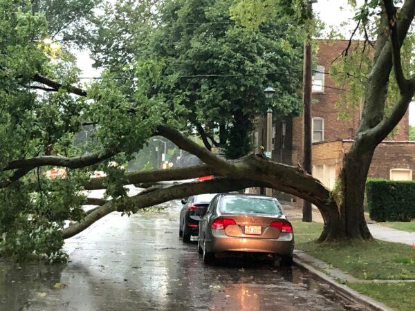 Part of a tree that had split at the trunk lies on a road in Oak Park, while also appearing not to have landed on a car parked on the road, after a severe storm moved through the Chicago area, Ill., on Aug. 10, 2020. (Dave Zelio/AP Photo)