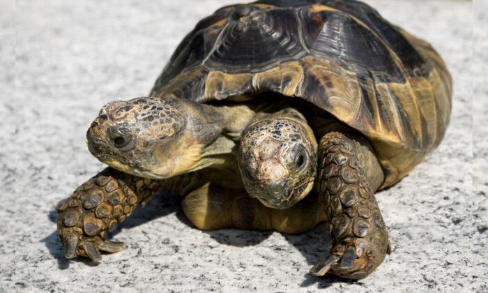 Janus the Two-Headed Tortoise Gets Ready to Celebrate Her 23rd Birthday in September