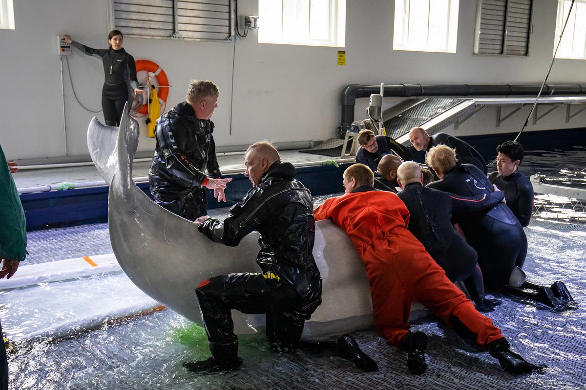 The Sea Life Trust team holds Little Grey, one of two beluga whales to be transported from the landside care pool. (Aaron Chown/PA Images via Getty Images)