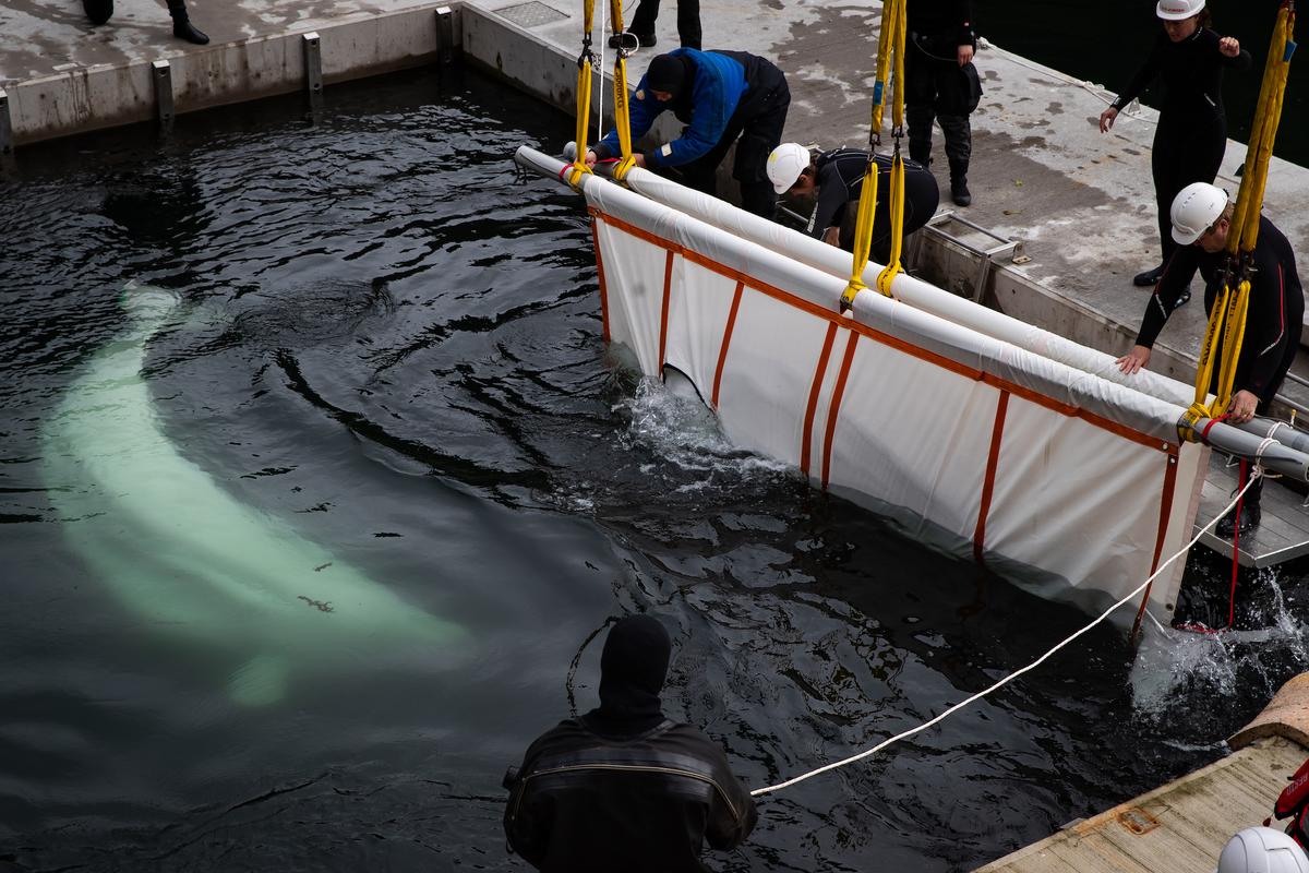 The Sea Life Trust team transfer Little Grey (right), one of two beluga whales (Little Grey and Little White), from a tugboat to the landside care pool. (Aaron Chown/PA Images via Getty Images)