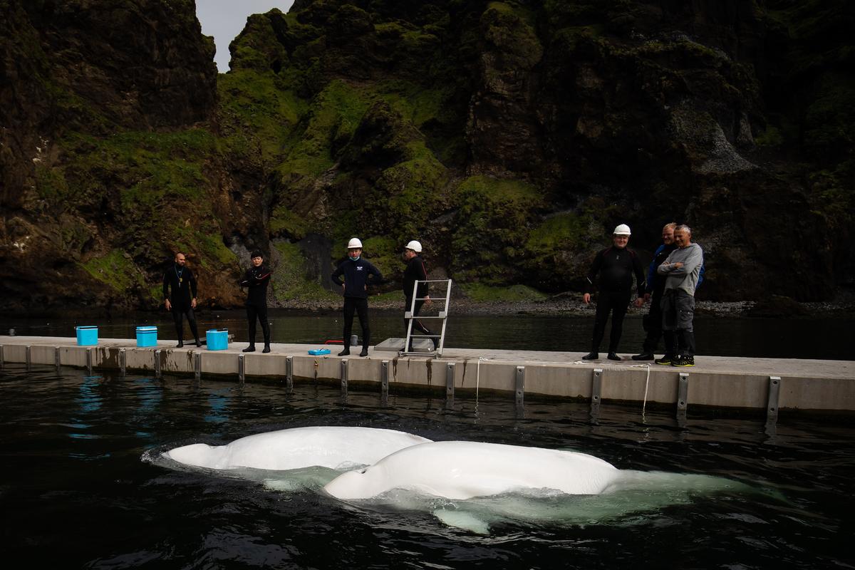 Two beluga whales (Little Grey and Little White) swim in their bayside care pool for a short period of time to acclimatize to their new natural environment at the open-water sanctuary in Klettsvik Bay in Iceland. (Aaron Chown/PA Images via Getty Images)