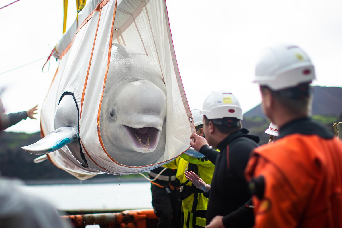 The Sea Life Trust team transfers Little Grey, one of two beluga whales, from a tugboat to the landside care pool to their bayside care pool for a short period of time to acclimatize to their new natural environment at the open-water sanctuary in Klettsvik Bay in Iceland. (Aaron Chown/PA Images via Getty Images)