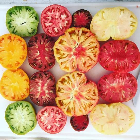 Tomatoes at the organic Sang Lee Farms. (Courtesy of Discover Long Island)