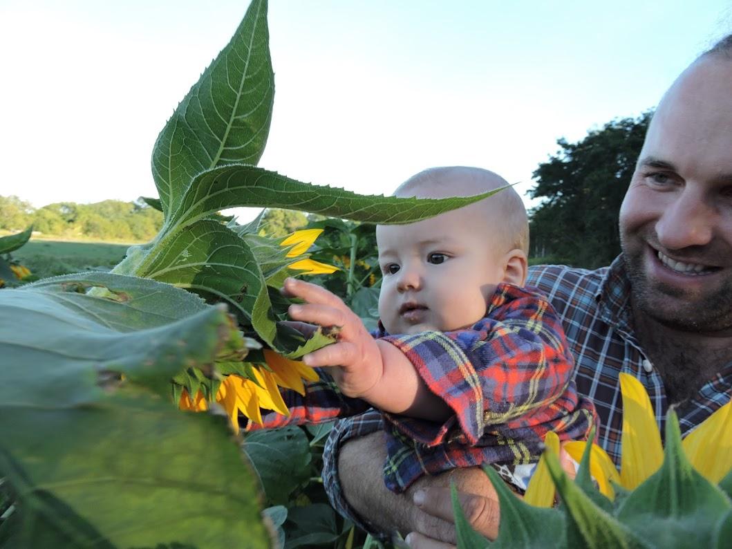 Reaching for a sunflower at Sep's Farms. (Courtesy of Discover Long Island)